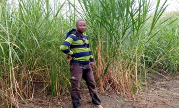 Plantation des cannes à éléphant de Lukala