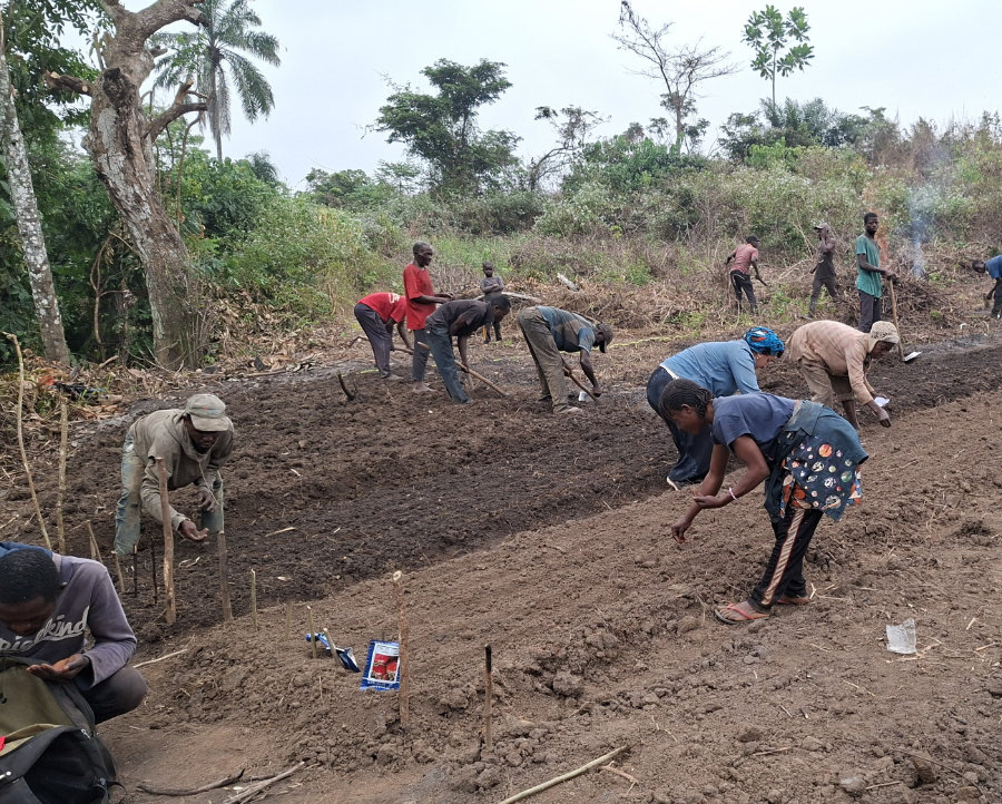 Projet Clubs de fermiers Maraichage à Kinshasa