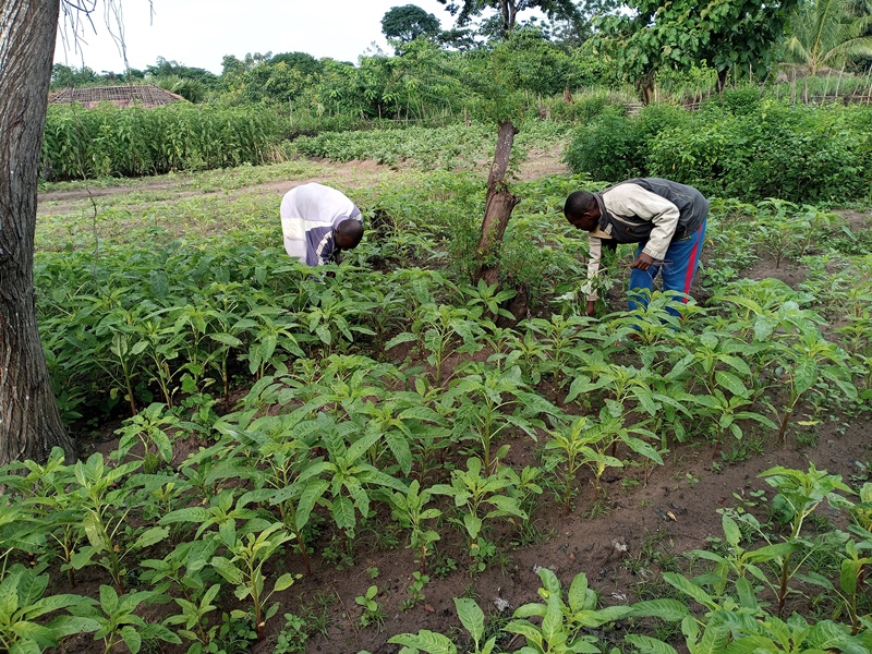 Les membres de comité du club Yika Mpiko entretiennent leurs jardin de démonstration damarant